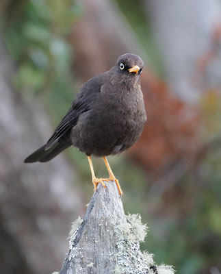 Sooty Thrush (Turdus nigrescens) photo image