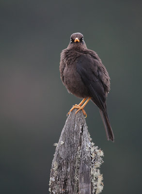 Sooty Thrush (Turdus nigrescens) photo image