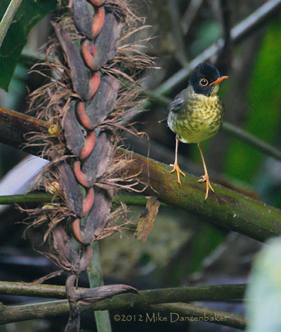Spotted Nightingale-Thrush (Catharus dryas) photo