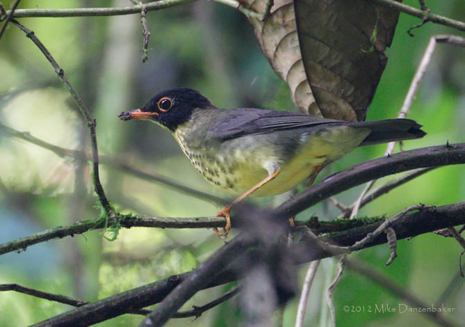Spotted Nightingale-Thrush (Catharus dryas) photo