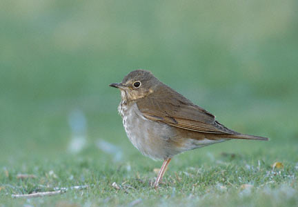 Swainson's Thrush (Catharus ustulatus) photo image
