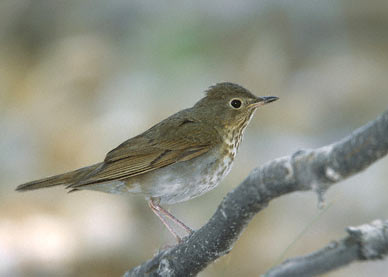 Swainson's Thrush (Catharus ustulatus) photo image