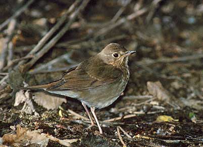 Swainson's Thrush (Catharus ustulatus) photo image