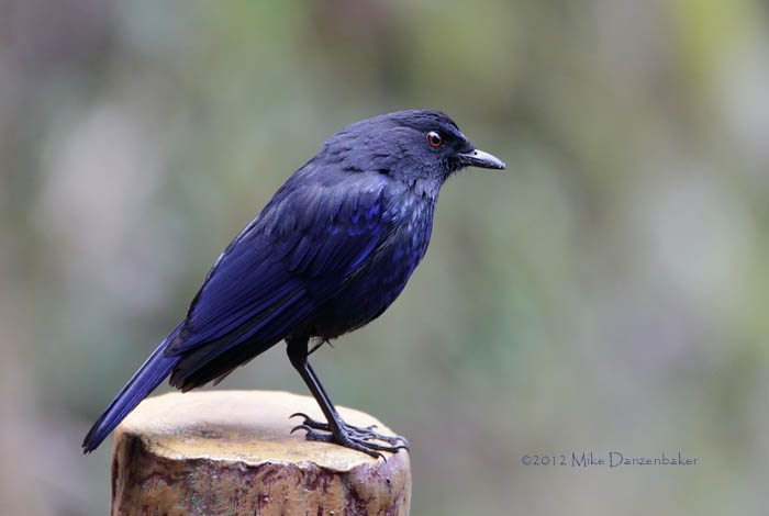 Taiwan Whistling Thrush (Myophonus insularis) photo image
