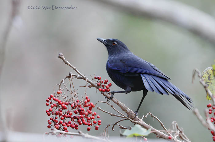 Taiwan Whistling Thrush (Myophonus insularis) photo image