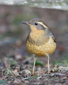 Varied Thrush (Zoothera (Ixoreus) naevius) photo