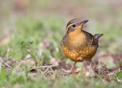 Varied Thrush (Zoothera (Ixoreus) naevius) photo