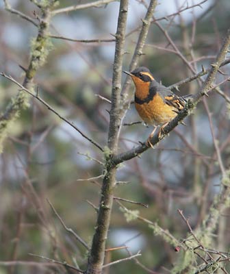 Varied Thrush (Zoothera (Ixoreus) naevius) photo