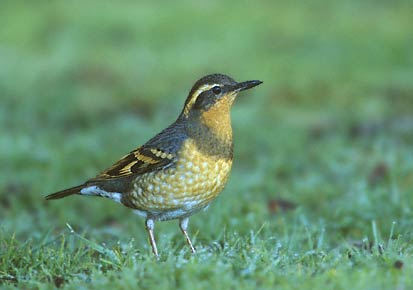 Varied Thrush (Ixoreus naevius) photo image