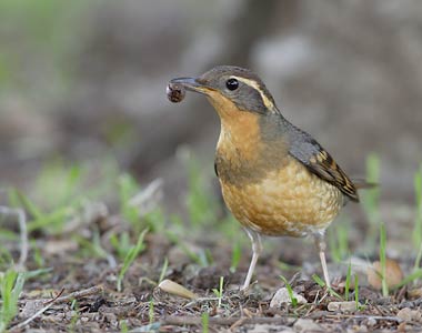 Varied Thrush (Zoothera (Ixoreus) naevius) photo