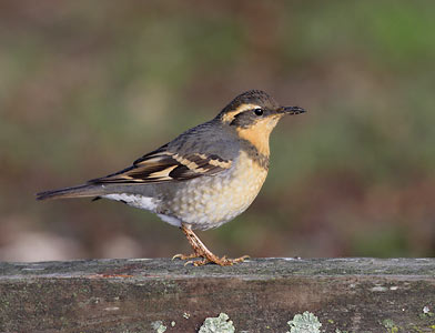 Varied Thrush (Zoothera (Ixoreus) naevius) photo