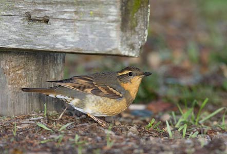 Varied Thrush (Zoothera (Ixoreus) naevius) photo