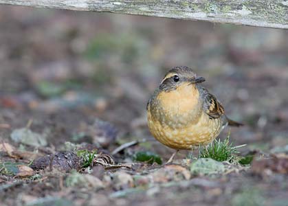Varied Thrush (Zoothera (Ixoreus) naevius) photo