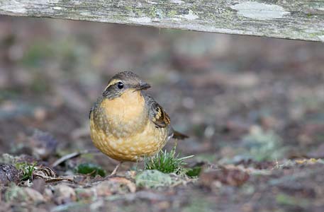 Varied Thrush (Zoothera (Ixoreus) naevius) photo