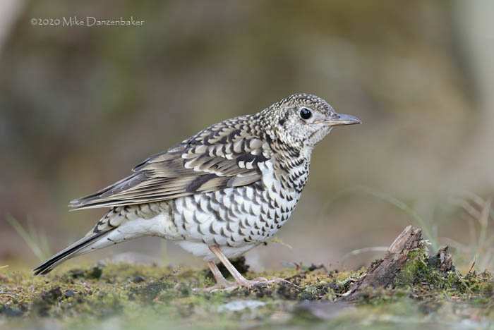 White's Thrush (Zoothera aurea) photo