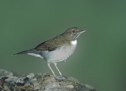 White-necked Thrush (Turdus albicollis) photo image