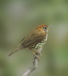 Wood Thrush (Hylocichla mustelina) photo image
