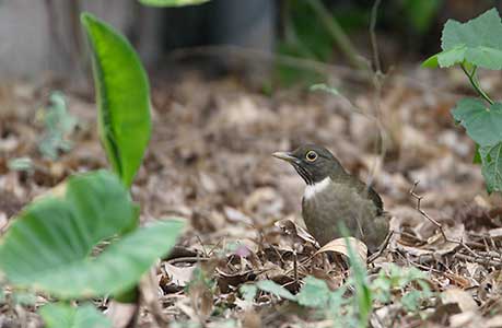 White-throated Thrush (Turdus assimilis) photo image