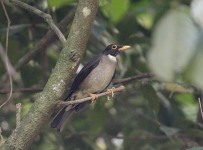 White-throated Thrush (Turdus assimilis) photo image