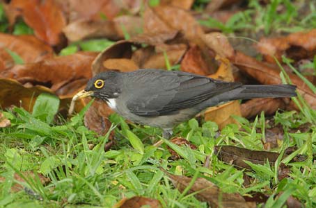 White-throated Thrush (Turdus assimilis) photo image