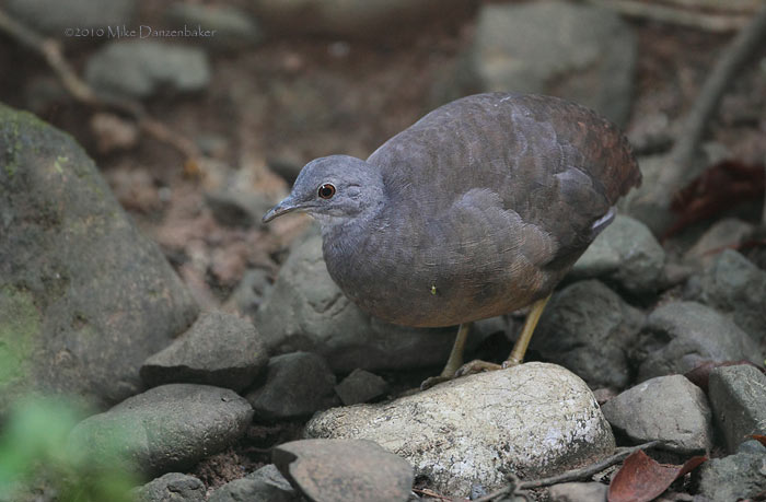Little Tinamou (Crypturellus soui) photo