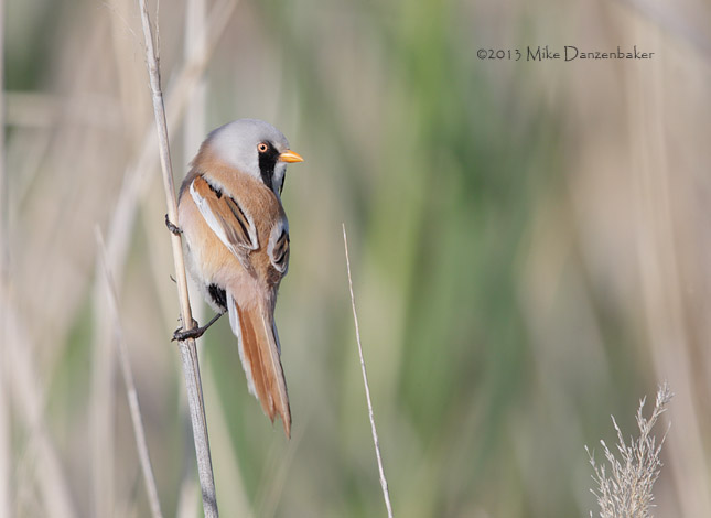 Bearded Reedling (Panurus biarmicus) photo