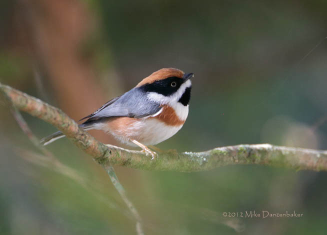 Black-throated Bushtit (Aegithalos concinnus) photo