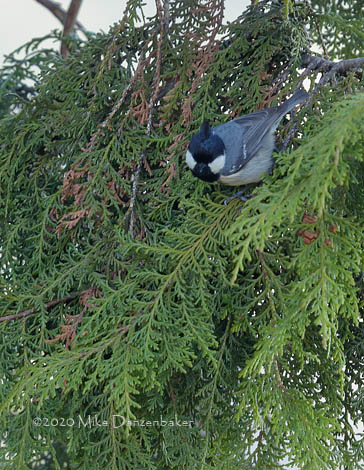 Coal Tit (Periparus ater) photo image