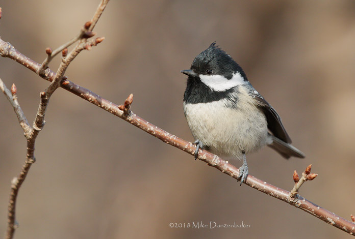 Coal Tit (Periparus ater) photo image