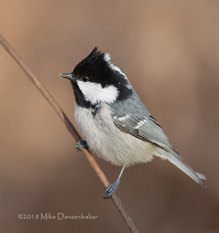 Coal Tit (Periparus ater) photo image