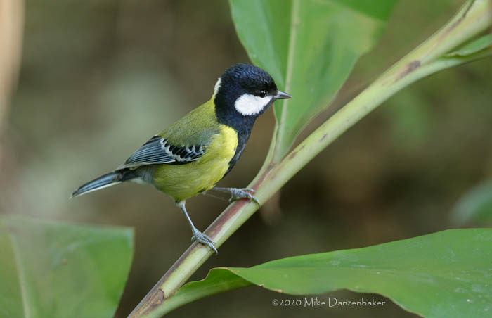 Green-backed Tit (Parus monticolus) photo image