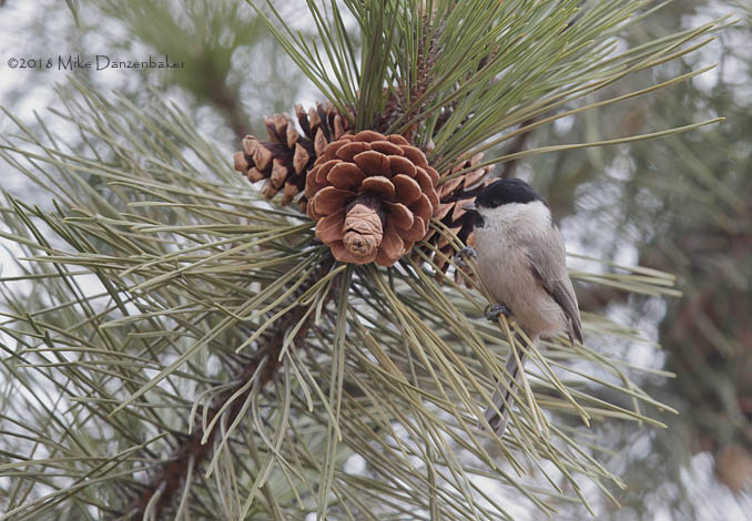 Marsh Tit (Poecile palustris) photo