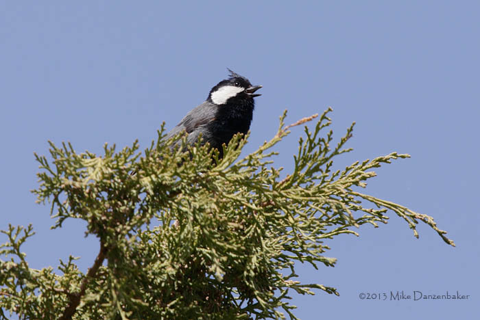 Rufous-naped Tit (Periparus rufonuchalis) photo image