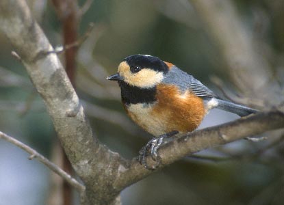 Varied Tit (Poecile varius) photo image