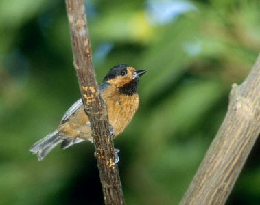 Varied Tit (Poecile varius) photo image