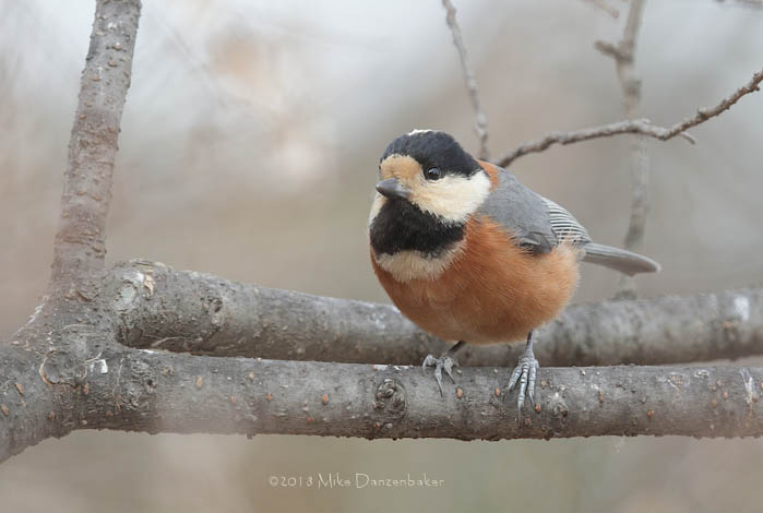 Varied Tit (Poecile varius) photo image
