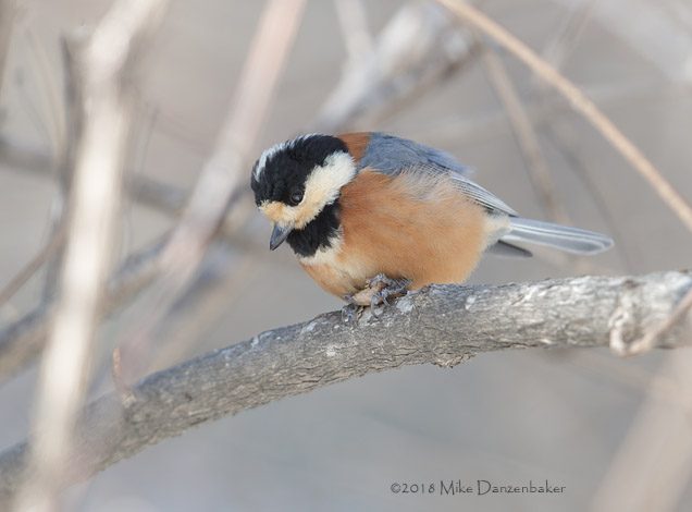 Varied Tit (Poecile varius) photo image