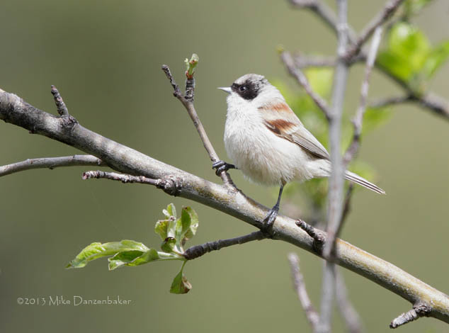 White-crowned Penduline-Tit (Remiz coronatus) photo image
