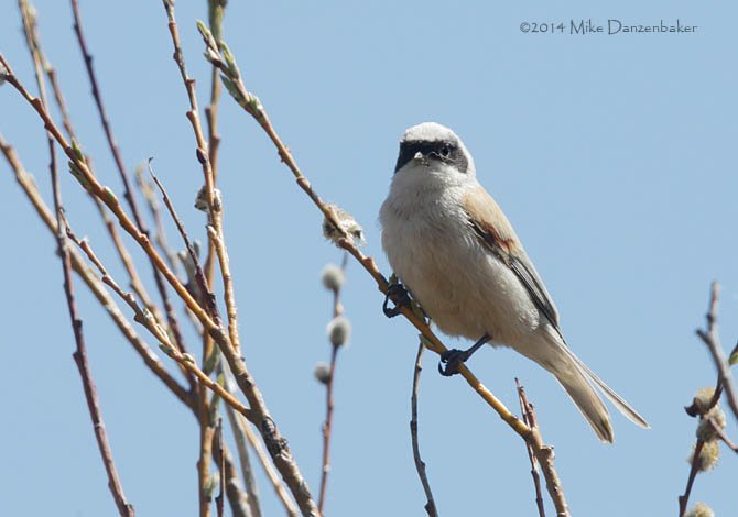 White-crowned Penduline-Tit (Remiz coronatus) photo image