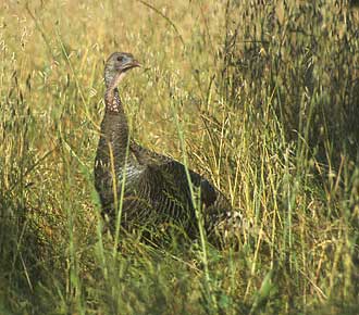 Wild Turkey (Meleagris gallopavo) photo image