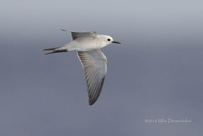 Blue Noddy (Procelsterna cerulea) photo