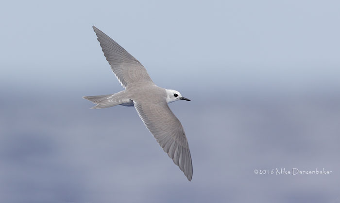 Blue Noddy (Procelsterna cerulea) photo