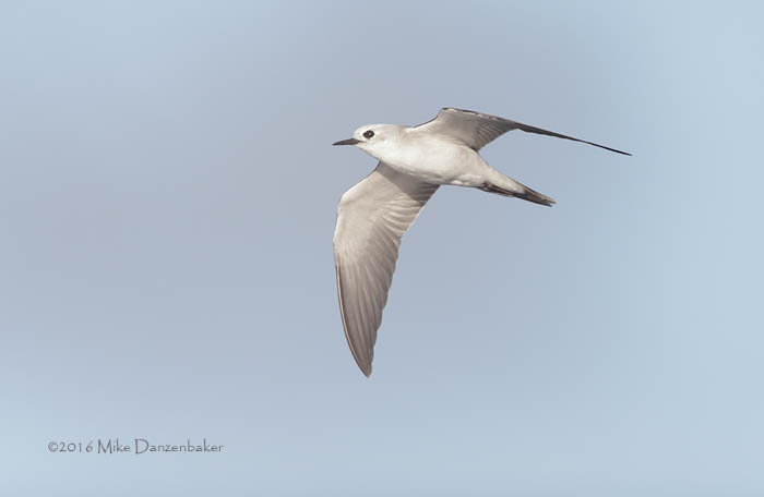 Blue Noddy (Procelsterna cerulea) photo