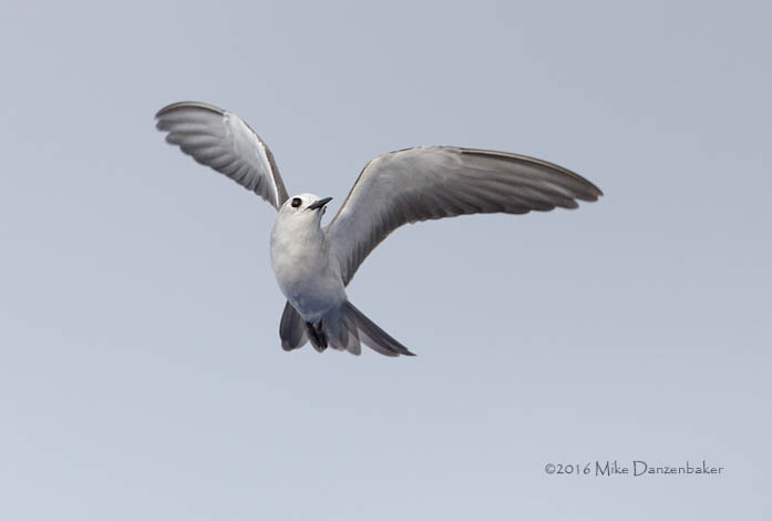 Blue Noddy (Procelsterna cerulea) photo