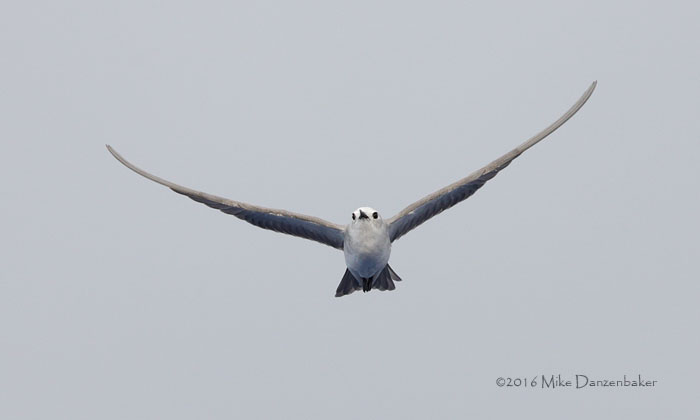 Blue Noddy (Procelsterna cerulea) photo