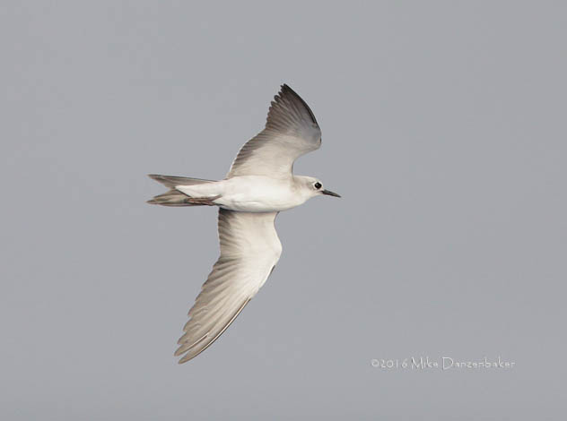 Blue Noddy (Procelsterna cerulea) photo