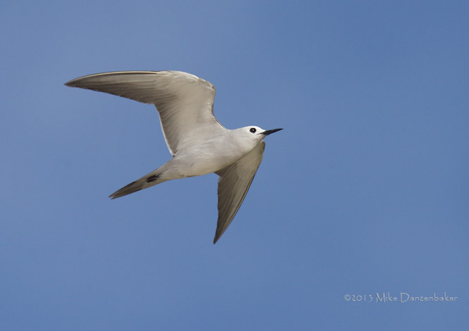 Grey Noddy (Procelsterna albivitta) photo image