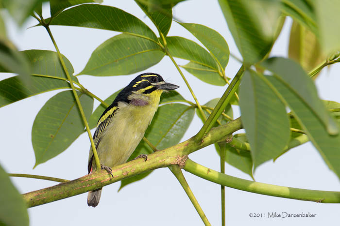 Red-rumped Tinkerbird (Pogoniulus atroflavus) photo image