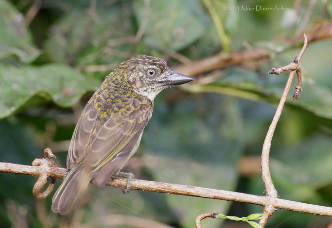 Speckled Tinkerbird (Pogoniulus scolopaceus) photo image