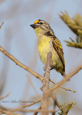 Yellow-fronted Tinkerbird (Pogoniulus chrysoconus) photo image